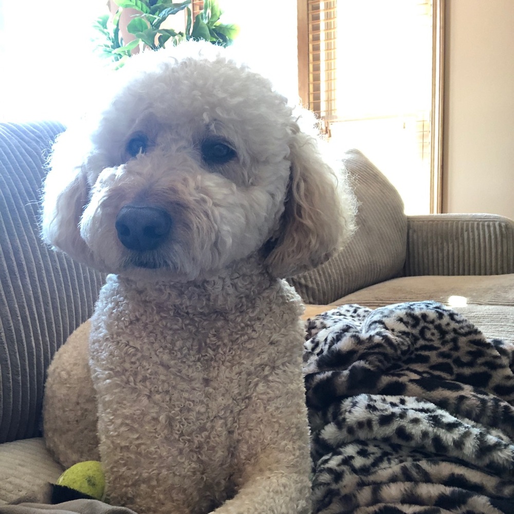 Meet your Posher, Rachel